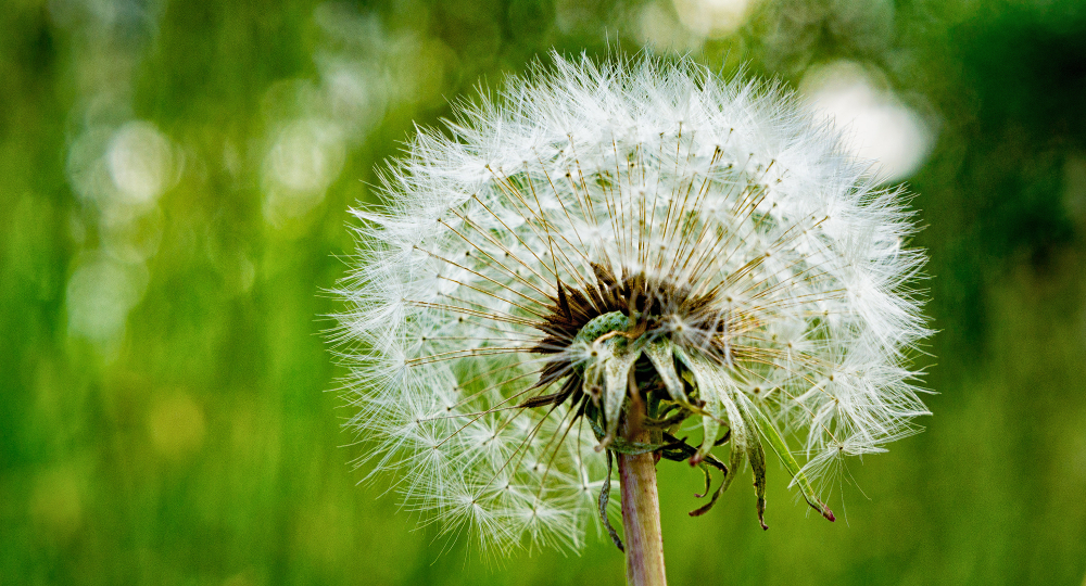 pusteblume